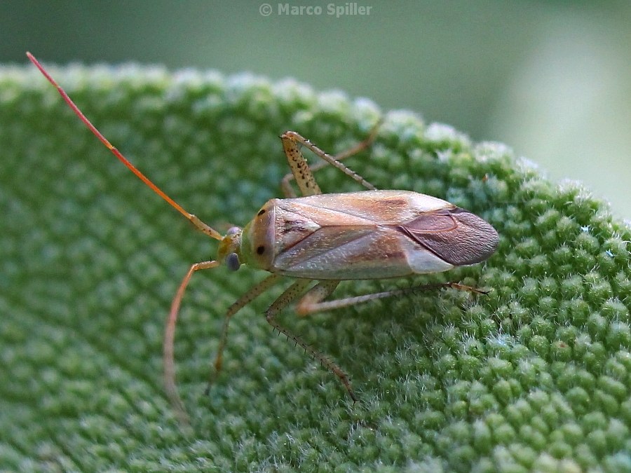 Adelphocoris lineolatus